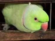 Finals Psychic Paul Octopus Vs Mani Parrot