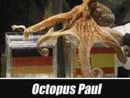 Peta Demands Release Of Psychic Octopus Paul