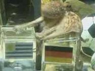 Paul The Psychic Octopus Dies At Age Of Two