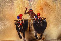 Another Kambala Racer Breaks Srinivas Gowda S 100 Metre Record