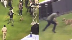 Ipl 2024 Dog Steals The Show With Lionel Messi Moves During Gt Vs Mi Match Watch
