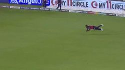 Rcb Vs Rr Watch Rovman Powell Superhuman Diving Catch To Dismiss Faf Du Plessis Stuns Cricket World