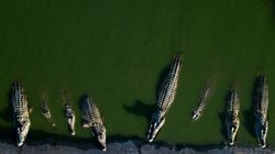 Brisbane 2032 Crocodile Rowing Course And New Olympic Stadium Unveiled In Games Overhaul