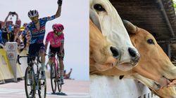 How Has A Disease Of Cows Shortened Tour De France Competition By 95 Kms