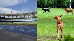 World Para Athletics 2025 Stray Dog Bites Two Foreign Coaches Dog Catchers Called In At Jln Stadium