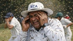 Kanpur Cricket Umpire Dies After Bee Attack During Under 13 Match