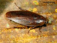 ಅನ್ನದಲ್ಲಿ ಜಿರಳೆ ಶವ ಕಂಡು ಕ್ರಿಕೆಟಿಗರು ದಿಗ್ಭ್ರಾಂತ!