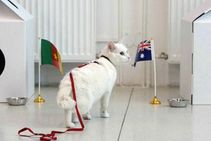 ಫೀಫಾ ವಿಶ್ವಕಪ್ ಭವಿಷ್ಯ ಹೇಳಲಿದೆ 'ಅಚಿಲ್ಸ್' ಹೆಸರಿನ ಈ ಬೆಕ್ಕು!