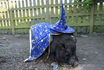 ಫೀಫಾ ಸೆಮಿಫೈನಲ್‌ಗೆ ಬರುವ ತಂಡಗಳು ಯಾವುವು? ವರಾಹ ಭವಿಷ್ಯ