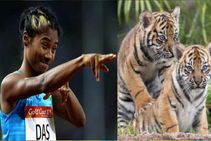 ಭನ್ನೇರುಘಟ್ಟದ ಹುಲಿ ಮರಿಗೆ ಭಾರತದ ಸ್ಟ್ರಾರ್‌ ಸ್ಪ್ರಿಂಟರ್‌ ಹೆಸರು ನಾಮಕರಣ