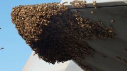 ಕ್ರಿಕೆಟ್ ಪಂದ್ಯದ ವೇಳೆ ಕಾನ್ಪುರದಲ್ಲಿ ಜೇನುನೊಣಗಳ ದಾಳಿಯಿಂದ ಅಂಪೈರ್ ಸಾವು