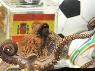 സ്‌പെയിനിന് ലോകകപ്പെന്ന് നീരാളി