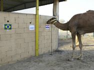 ലോകകപ്പ് പ്രവചിക്കും ഈ ഷഹീന്‍... ആരാ ഇവന്‍