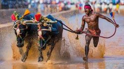 ബോള്‍ട്ടിനേക്കാള്‍ വേഗത്തില്‍ കര്‍ണാടകത്തിലെ കാള ഓട്ടക്കാരന്‍; 9.55 സെക്കന്റില്‍ 100 മീറ്റര്‍