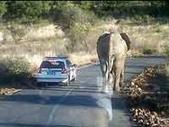 யானைகளால் ஏற்பட்ட டிராபிக் ஜாம்-சிக்கிக் கொண்ட அமெரிக்க வீரர்கள்