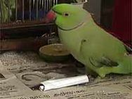 நெதர்லாந்தே உலகக் கோப்பையை வெல்லும்-சிங்கப்பூர் கிளி 'மணி' ஆரூடம்