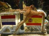 மீண்டும் வென்றது ஆக்டோபஸ் பால்-கிளி மணி தோல்வி!