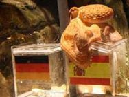 உலகக் கோப்பை மகளிர் கால்பந்து போட்டி-'ஜோசியம்' சொல்லும் ஆக்டோபஸ் பாவ்லா