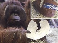 7வது முறையும் வாலில்லாத குரங்கின் கணிப்பு பலித்தது... வென்றது சீஹாக்ஸ் அணி!