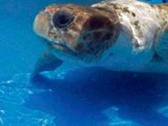 மெக்சிகோவுடன் மோதல்.. பிரேசில்தான் வெல்லுமாம்.. 'ஆமையார்' ஆரூடம்!!