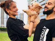 கோஹ்லி-அனுஷ்கா ஷர்மா தம்பதிகளுக்கு நடுவே புதிதாக ஒரு க்யூட் ஜீவன்!