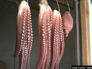 ஜப்பான் ஆட்டங்களை சரியாக கணித்த ஆக்டோபஸ்.... கசாப்பு கடைக்கு வந்தது.... காரணம் தெரியுமா!