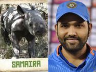 ஆப்பிரிக்காவில் உள்ள காண்டாமிருகக் குட்டிக்கு என் மகள் பெயரா? நெகிழ்ச்சியில் ரோஹித் சர்மா!