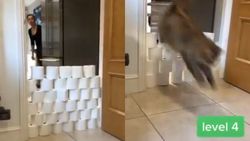 இது செம கேம்.. இதையும் விடாதீங்க.. வெறும் டாய்லெட் பேப்பர் ரோல் போதும்!