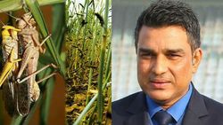 வெட்டுக்கிளிக்கெல்லாம் பயப்படாதீங்க.. கிரிக்கெட் வீரர் சர்ச்சை.. சரமாரியாக விளாசித் தள்ளிய ரசிகர்கள்