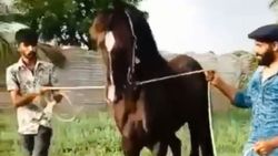 ஆளுக்கு ஒரு பக்கமா கயிறை பிடிச்சு.. என்னப்பா பண்றீங்க? பண்ணையில் ஜடேஜா ஜாலி வாக்!