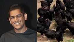 கருங்கோழின்னா உசுரு. அதுக்காக 2000 கோழியா? அட்வான்ஸ் பேமன்ட் செய்த தோனி.. துள்ளிக் குதித்த விவசாயி!