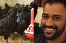 2000 கோழிகள் வேண்டாம்.. ஆர்டரை கேன்சல் செய்த தோனி.. இந்த பயம் தான் காரணம்.. பரபர தகவல்!