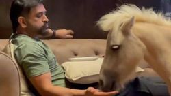 இது வீடா..?? இல்லை வனவிலங்கு பூங்காவா..?? நடுவீட்டில் குதிரையுடன் தோனி..!!