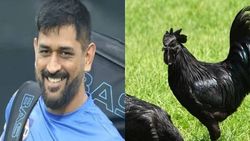 2000 கருங்கோழிகள் வருகை.. பழங்குடியினர் நலனுக்காக தோனி செய்த விஷயம்.. மற்றொரு முக்கிய காரணம்!!