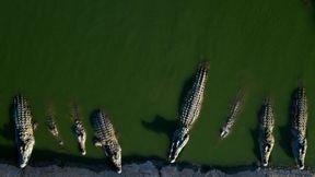 Brisbane 2032: Crocodile Rowing Course and New Olympic Stadium Unveiled in Games Overhaul