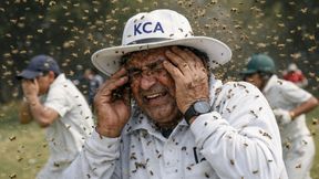 Kanpur Cricket Umpire Dies After Bee Attack During Under-13 Match