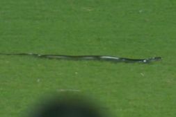 IND vs SA, 2nd T20I Snake : ಭಾರತ-ದಕ್ಷಿಣ ಆಫ್ರಿಕಾ ಪಂದ್ಯದ ವೇಳೆ ಮೈದಾನದಲ್ಲಿ ಕಾಣಿಸಿಕೊಂಡ ಹಾವು