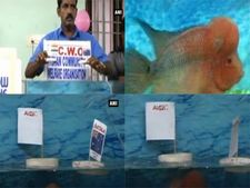 ஆஸ்திரேலியாவை இந்தியா நிச்சயம் வெல்லும்: சாணக்யா ஆருடம் பொய்யா போச்சே!