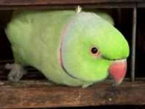 The first casualty of the Ind VS Pak cricket fever