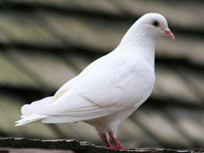 Pigeon genitals anti-Islam: Terror does have a sense of humour