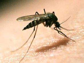 Zika represents no Olympic threat: Rio mayor