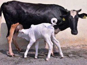 Winning players get 'cow' as trophy in Gujarat