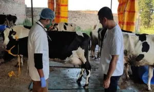 MS Dhoni planning to rear a new breed of cows at his Ranchi-based farmhouse