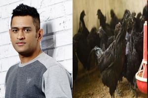 MS Dhoni receives 2000 chicks of famous 'Kadaknath' breed at his Ranchi farmhouse from Madhya Pradesh