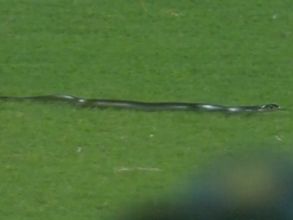 India vs South Africa 2nd T20I: Snake arrives on the ground to halt play momentarily in Guwahati