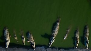 Brisbane 2032: Crocodile Rowing Course and New Olympic Stadium Unveiled in Games Overhaul