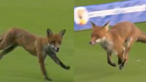 Video: Fox steals the Show as Wild Intruder Halts London Spirit vs Oval Invincibles The Hundred clash at Lord's