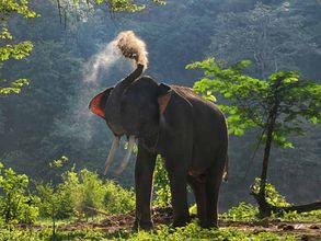 ఇదే మొదటిసారి కాదు: క్రికెట్ మ్యాచ్‌లకి ఏనుగుల భయం