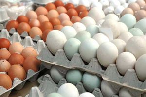 1500 గుడ్లు తెమ్మంటే 15000 గుడ్లు తీసుకొచ్చారు