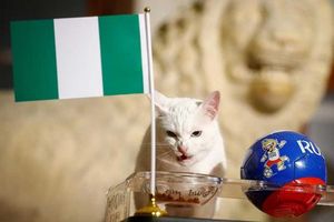 మెస్సీ గోల్‌తో చెవిటి పిల్లి చెప్పిన జోస్యం తప్పైంది